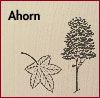 Ahorn