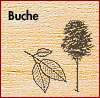 Buche