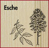 Esche